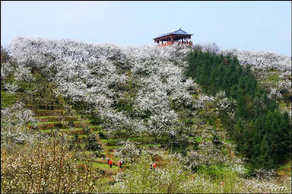 【春天，广西桂林灌阳县向您发出邀请！】我们在灌阳看梨花 - 游山玩水 - 舟山生活社区 - 舟山28生活网 zhoushan.28life.net