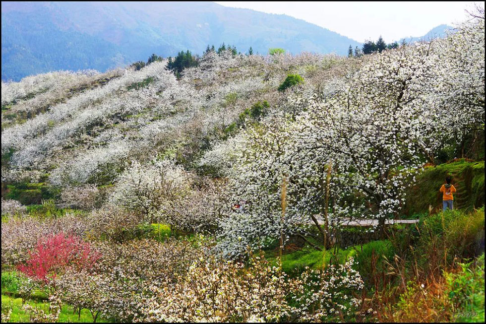 【春天，广西桂林灌阳县向您发出邀请！】我们在灌阳看梨花 - 游山玩水 - 舟山生活社区 - 舟山28生活网 zhoushan.28life.net