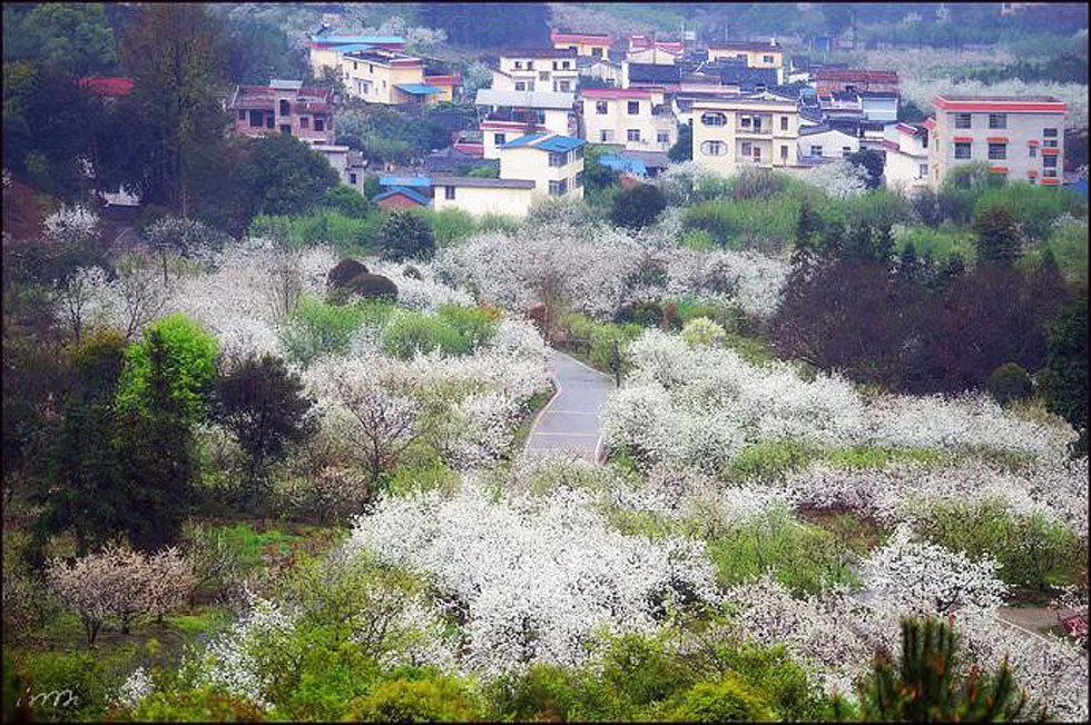 【春天，广西桂林灌阳县向您发出邀请！】我们在灌阳看梨花 - 游山玩水 - 舟山生活社区 - 舟山28生活网 zhoushan.28life.net