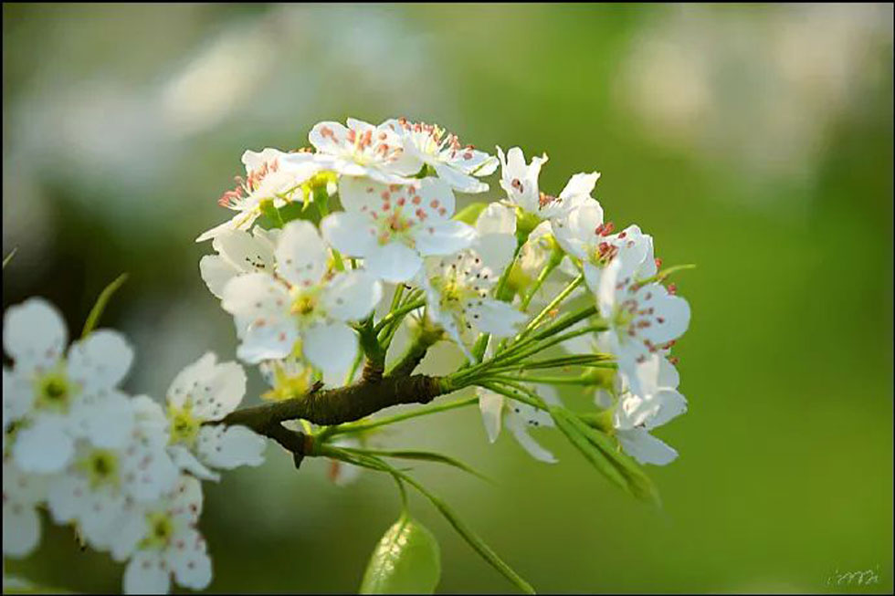 【春天，广西桂林灌阳县向您发出邀请！】我们在灌阳看梨花 - 游山玩水 - 舟山生活社区 - 舟山28生活网 zhoushan.28life.net