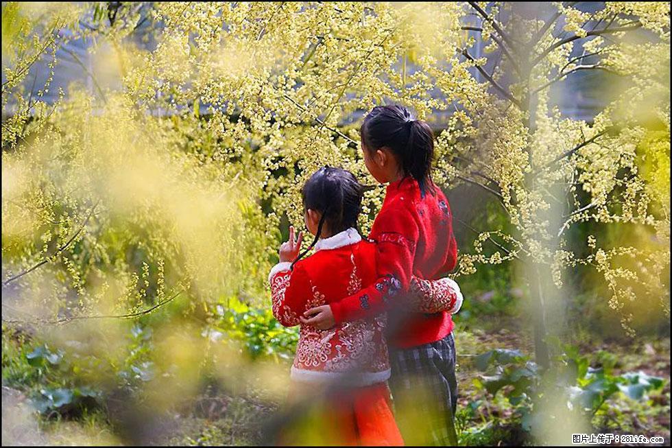 【春天，广西桂林灌阳县向您发出邀请！】米珠山前有片山苍子花在飘香 - 游山玩水 - 舟山生活社区 - 舟山28生活网 zhoushan.28life.net