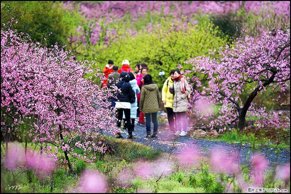 【春天，广西桂林灌阳县向您发出邀请！】官庄村有个醉美的桃花园 - 游山玩水 - 舟山生活社区 - 舟山28生活网 zhoushan.28life.net