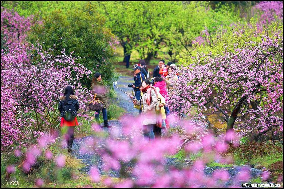 【春天，广西桂林灌阳县向您发出邀请！】官庄村有个醉美的桃花园 - 游山玩水 - 舟山生活社区 - 舟山28生活网 zhoushan.28life.net