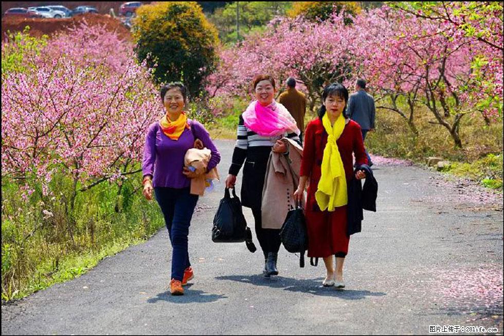 【春天，广西桂林灌阳县向您发出邀请！】官庄村有个醉美的桃花园 - 游山玩水 - 舟山生活社区 - 舟山28生活网 zhoushan.28life.net