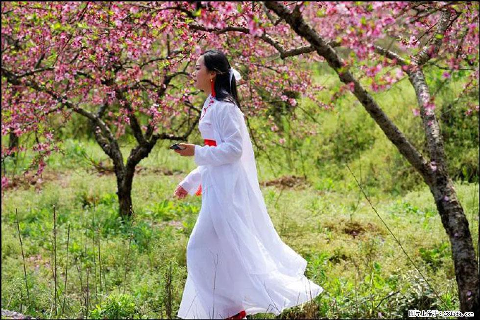 【春天，广西桂林灌阳县向您发出邀请！】官庄村有个醉美的桃花园 - 游山玩水 - 舟山生活社区 - 舟山28生活网 zhoushan.28life.net