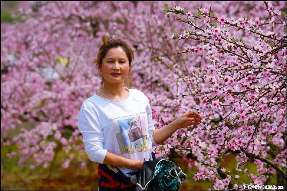 【春天，广西桂林灌阳县向您发出邀请！】官庄村有个醉美的桃花园 - 游山玩水 - 舟山生活社区 - 舟山28生活网 zhoushan.28life.net