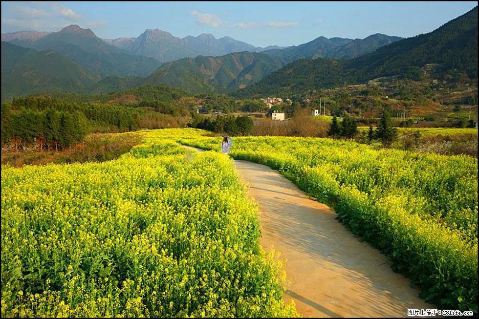 【春天，广西桂林灌阳县向您发出邀请！】长坪村油菜盛情花开 - 游山玩水 - 舟山生活社区 - 舟山28生活网 zhoushan.28life.net