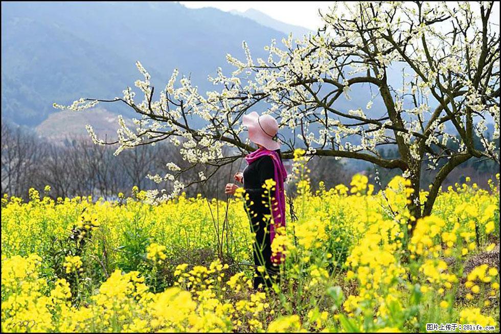 【春天，广西桂林灌阳县向您发出邀请！】长坪村油菜盛情花开 - 游山玩水 - 舟山生活社区 - 舟山28生活网 zhoushan.28life.net