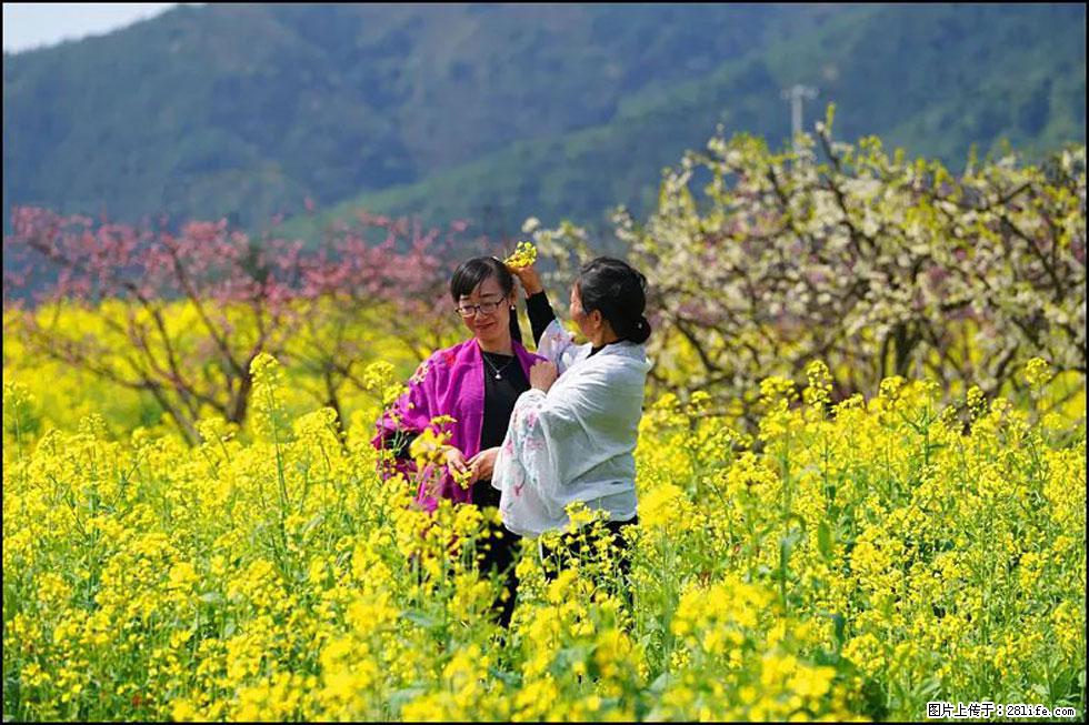 【春天，广西桂林灌阳县向您发出邀请！】长坪村油菜盛情花开 - 游山玩水 - 舟山生活社区 - 舟山28生活网 zhoushan.28life.net