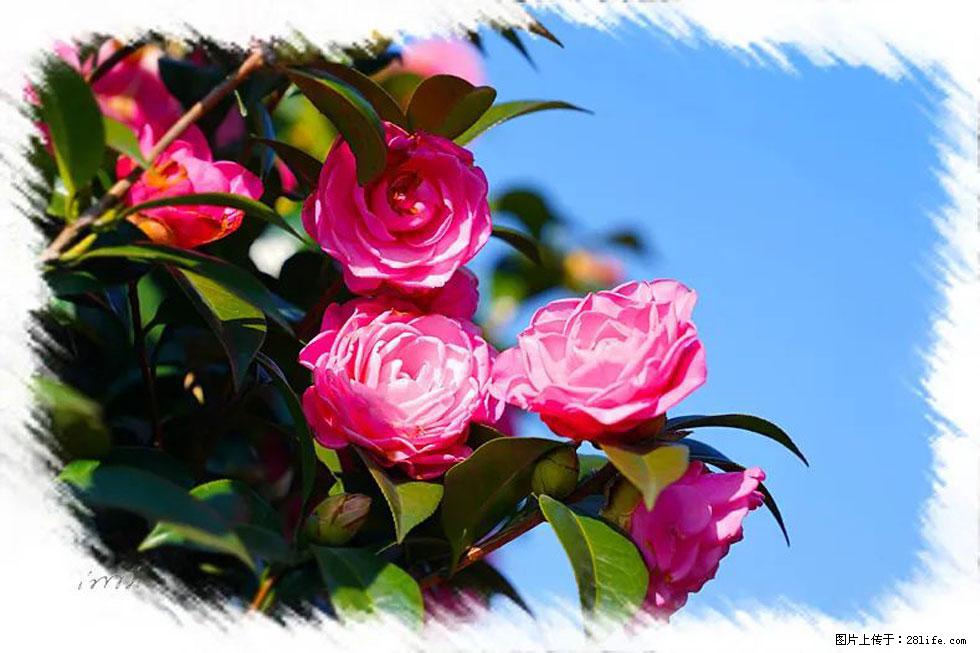 【春天，广西桂林灌阳县向您发出邀请！】杨柳井茶花惹人爱 - 游山玩水 - 舟山生活社区 - 舟山28生活网 zhoushan.28life.net
