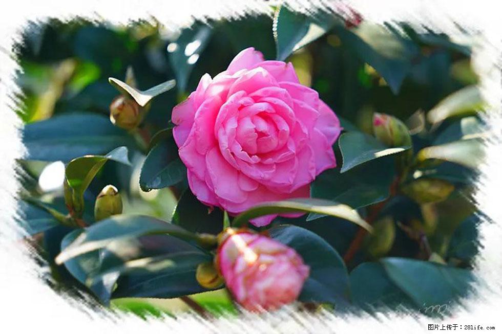 【春天，广西桂林灌阳县向您发出邀请！】杨柳井茶花惹人爱 - 游山玩水 - 舟山生活社区 - 舟山28生活网 zhoushan.28life.net