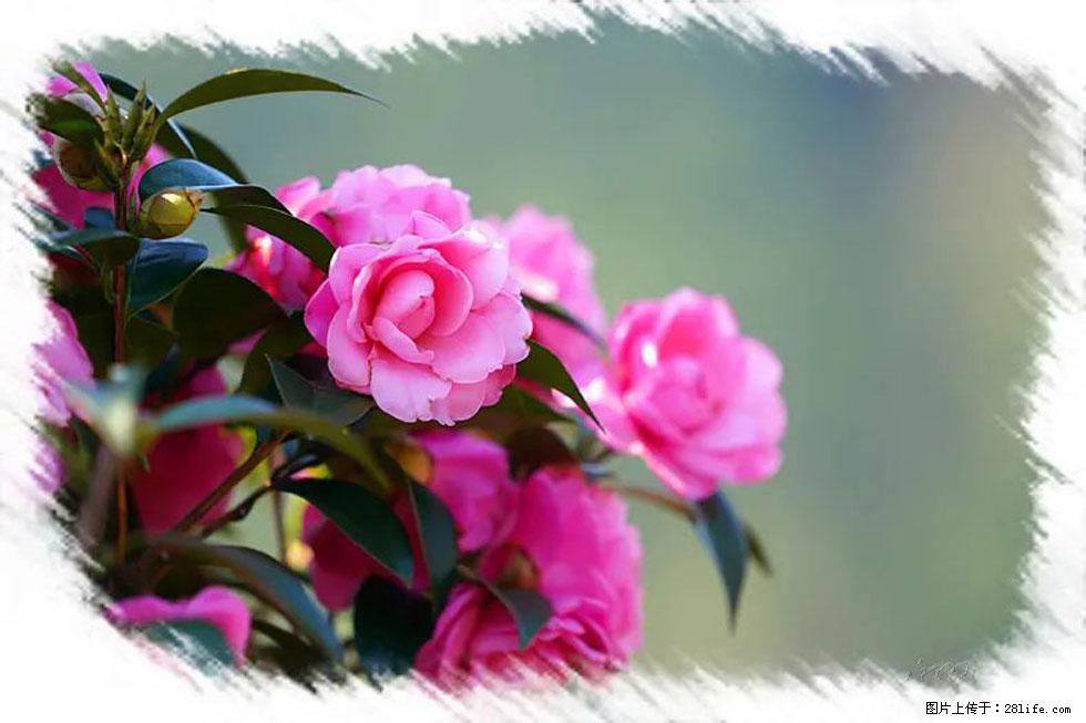 【春天，广西桂林灌阳县向您发出邀请！】杨柳井茶花惹人爱 - 游山玩水 - 舟山生活社区 - 舟山28生活网 zhoushan.28life.net
