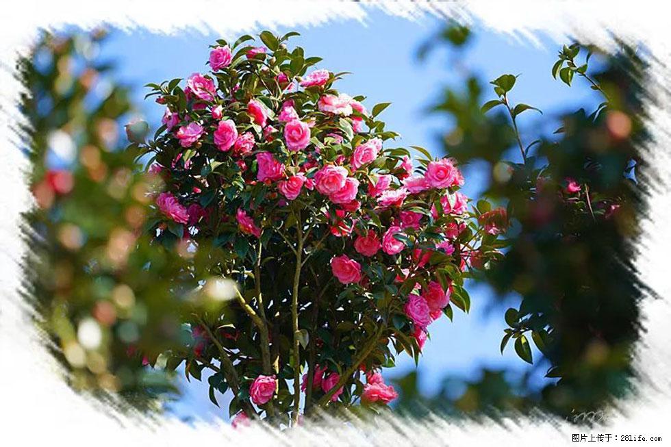 【春天，广西桂林灌阳县向您发出邀请！】杨柳井茶花惹人爱 - 游山玩水 - 舟山生活社区 - 舟山28生活网 zhoushan.28life.net
