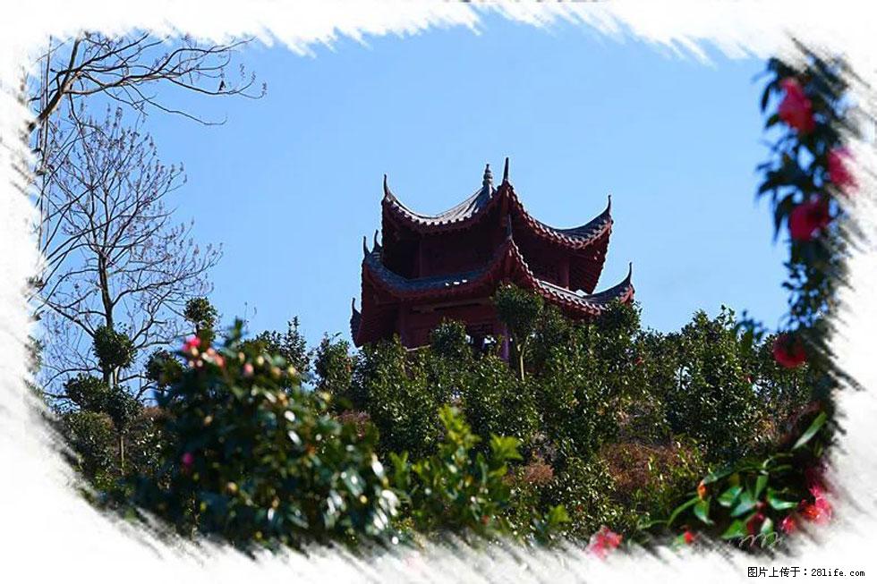 【春天，广西桂林灌阳县向您发出邀请！】杨柳井茶花惹人爱 - 游山玩水 - 舟山生活社区 - 舟山28生活网 zhoushan.28life.net