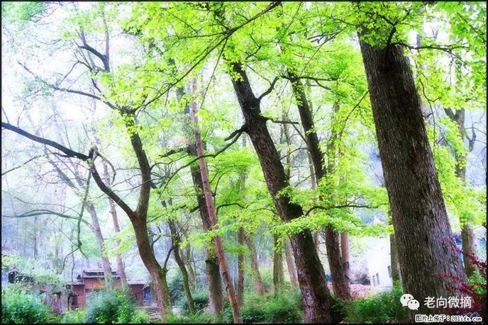 【春天，广西桂林灌阳县向您发出邀请！】在小龙村与春天约会 - 游山玩水 - 舟山生活社区 - 舟山28生活网 zhoushan.28life.net