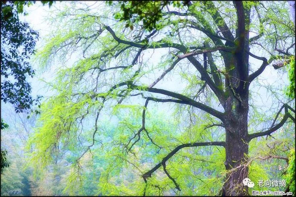 【春天，广西桂林灌阳县向您发出邀请！】在小龙村与春天约会 - 游山玩水 - 舟山生活社区 - 舟山28生活网 zhoushan.28life.net