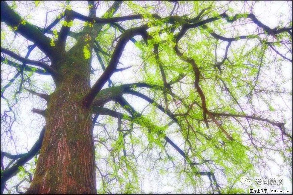 【春天，广西桂林灌阳县向您发出邀请！】在小龙村与春天约会 - 游山玩水 - 舟山生活社区 - 舟山28生活网 zhoushan.28life.net