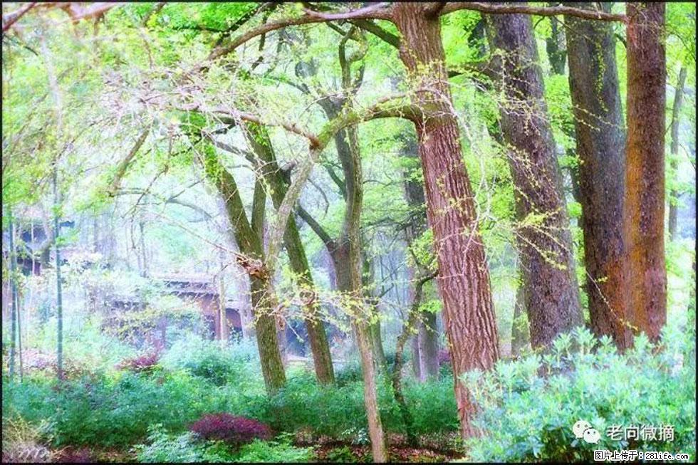 【春天，广西桂林灌阳县向您发出邀请！】在小龙村与春天约会 - 游山玩水 - 舟山生活社区 - 舟山28生活网 zhoushan.28life.net