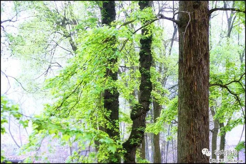 【春天，广西桂林灌阳县向您发出邀请！】在小龙村与春天约会 - 游山玩水 - 舟山生活社区 - 舟山28生活网 zhoushan.28life.net