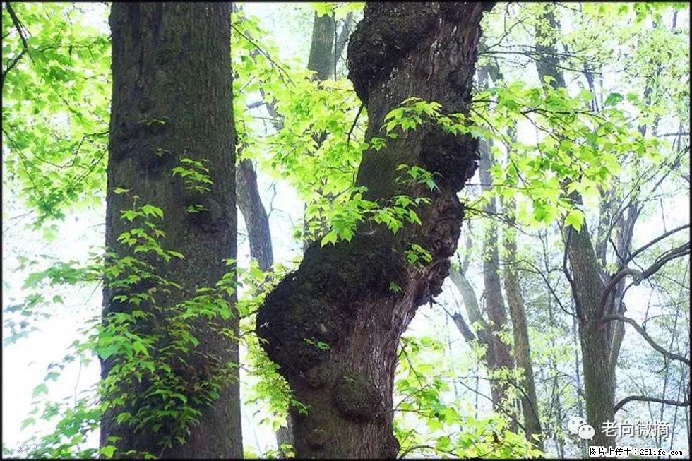 【春天，广西桂林灌阳县向您发出邀请！】在小龙村与春天约会 - 游山玩水 - 舟山生活社区 - 舟山28生活网 zhoushan.28life.net