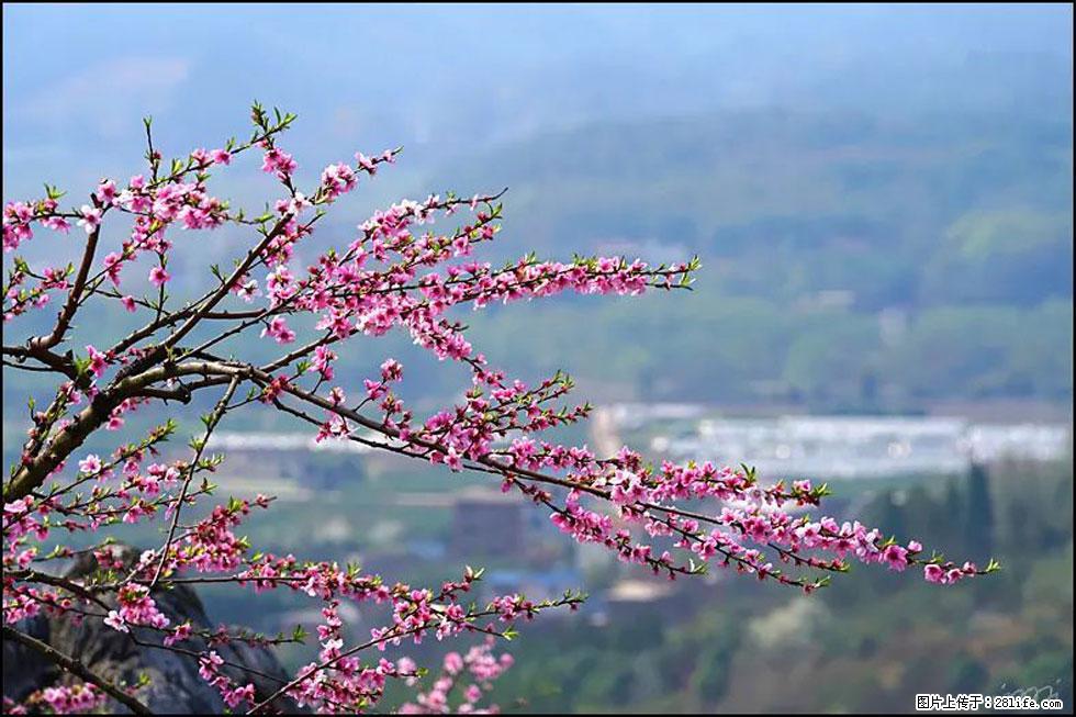 【春天，广西桂林灌阳县向您发出邀请！】望月岭上桃花开 - 游山玩水 - 舟山生活社区 - 舟山28生活网 zhoushan.28life.net