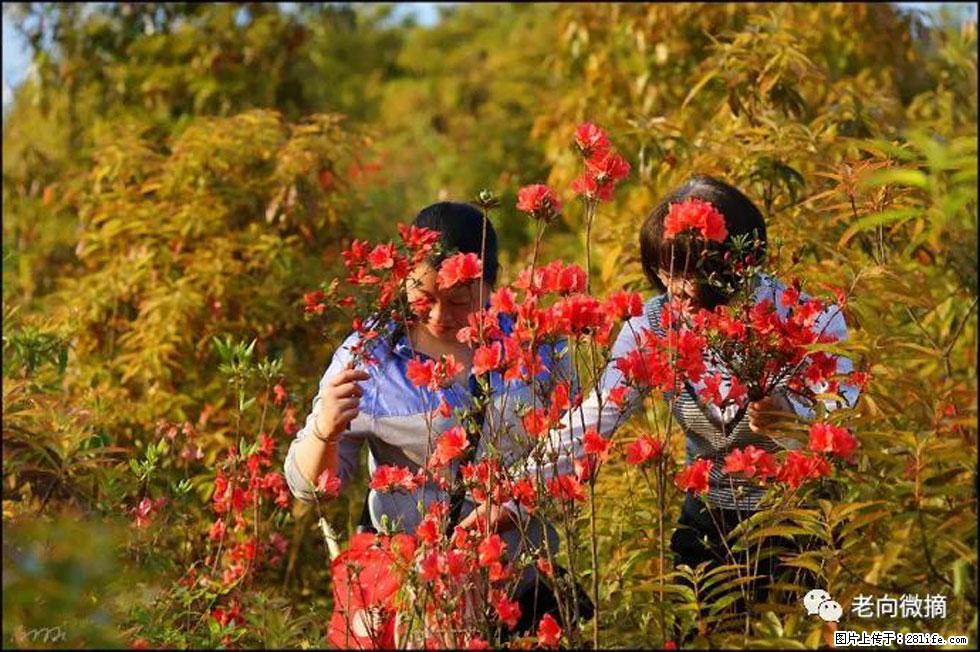 【春天,广西桂林灌阳县向您发出邀请!】登麒麟山,相约映山红 - 游山玩水 - 舟山生活社区 - 舟山28生活网 zhoushan.28life.net