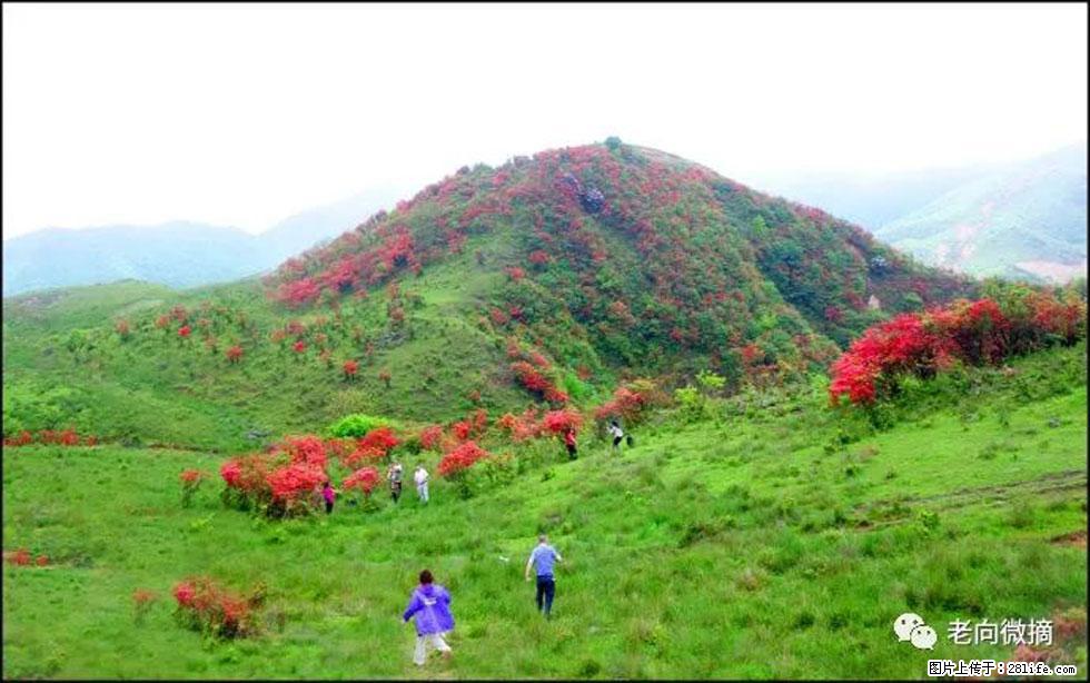【春天，广西桂林灌阳县向您发出邀请！】宝盖山上映山红 - 游山玩水 - 舟山生活社区 - 舟山28生活网 zhoushan.28life.net