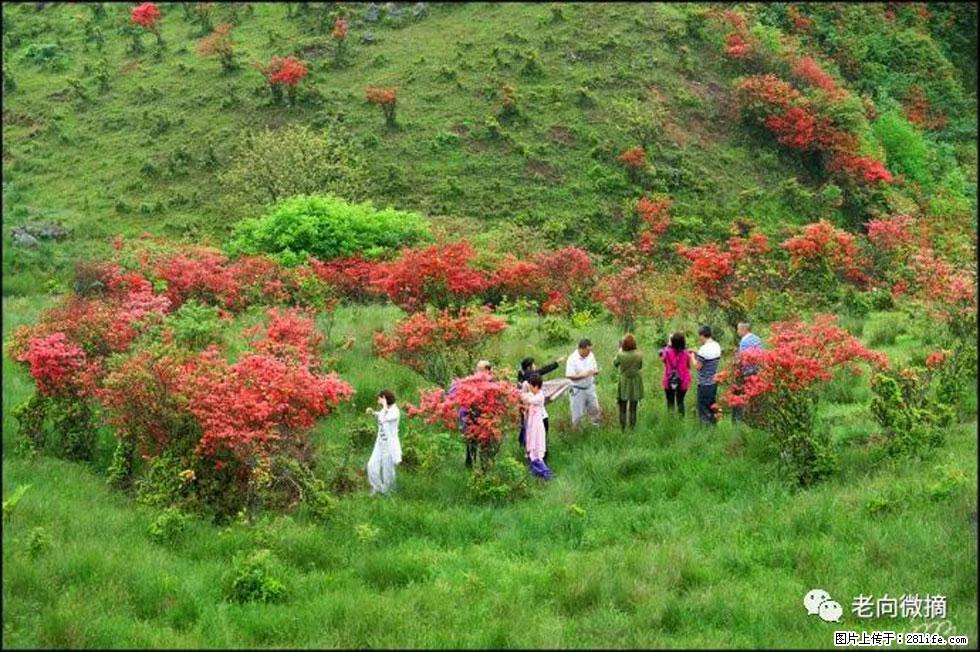 【春天，广西桂林灌阳县向您发出邀请！】宝盖山上映山红 - 游山玩水 - 舟山生活社区 - 舟山28生活网 zhoushan.28life.net