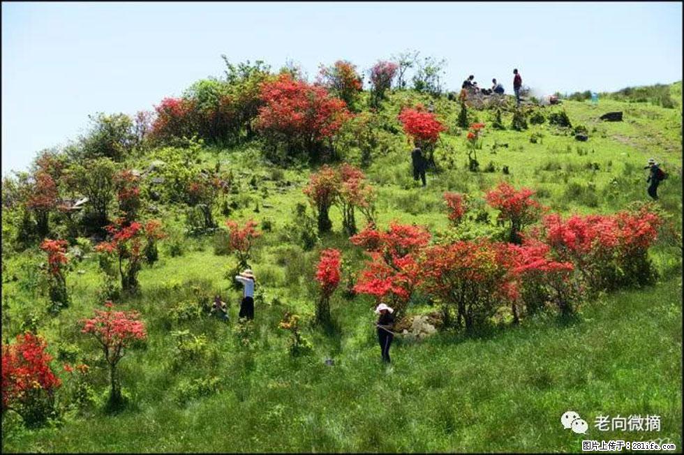 【春天，广西桂林灌阳县向您发出邀请！】宝盖山上映山红 - 游山玩水 - 舟山生活社区 - 舟山28生活网 zhoushan.28life.net