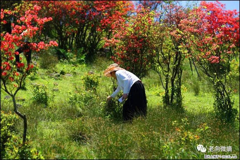 【春天，广西桂林灌阳县向您发出邀请！】宝盖山上映山红 - 游山玩水 - 舟山生活社区 - 舟山28生活网 zhoushan.28life.net