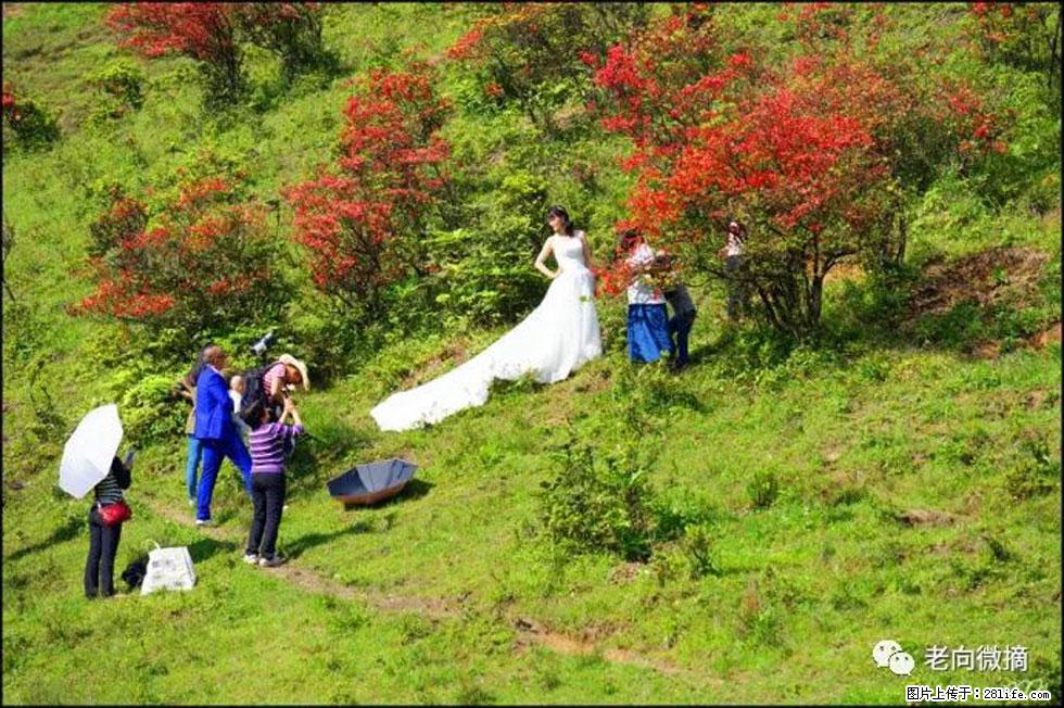 【春天，广西桂林灌阳县向您发出邀请！】宝盖山上映山红 - 游山玩水 - 舟山生活社区 - 舟山28生活网 zhoushan.28life.net
