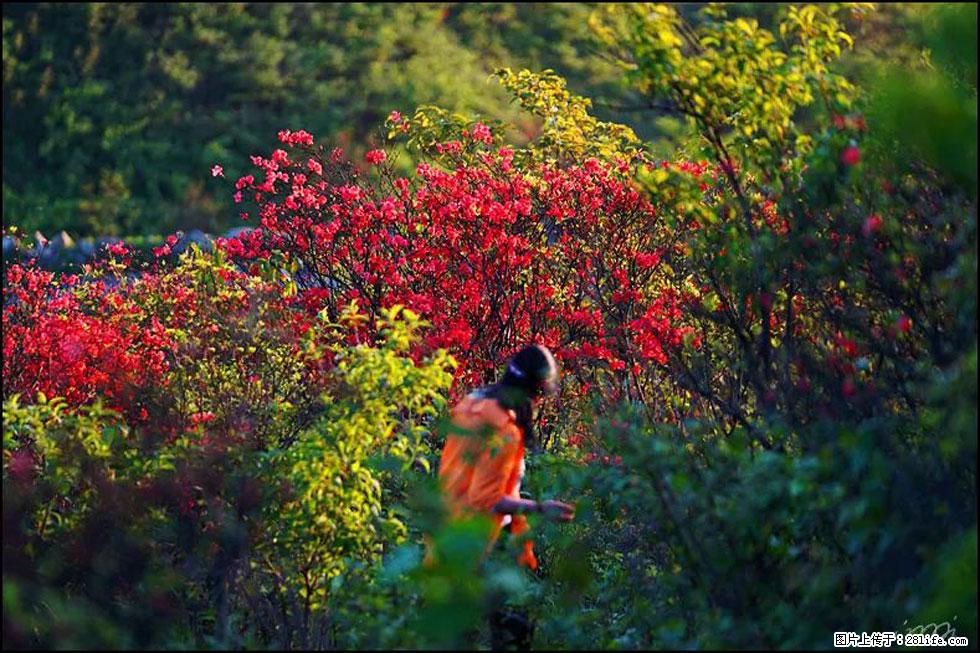 【春天，广西桂林灌阳县向您发出邀请！】春木界上映山红 - 游山玩水 - 舟山生活社区 - 舟山28生活网 zhoushan.28life.net