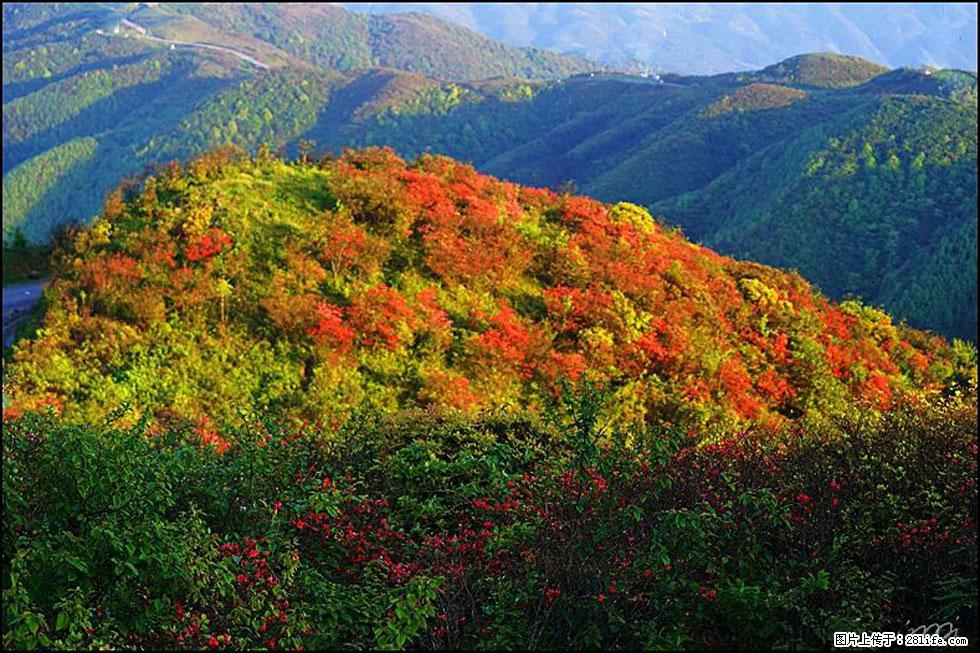 【春天，广西桂林灌阳县向您发出邀请！】春木界上映山红 - 游山玩水 - 舟山生活社区 - 舟山28生活网 zhoushan.28life.net