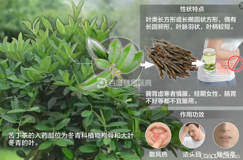 苦丁茶有哪些功效和作用 - 生活百科 - 舟山生活社区 - 舟山28生活网 zhoushan.28life.net