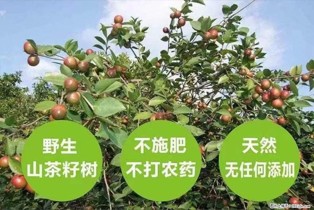 【灌阳县油茶产业示范区】一个有着充实的精神生活的人，对待身外之物自会有一种淡泊的态度 - 土特产 - 饮食特产 - 舟山分类信息 - 舟山28生活网 zhoushan.28life.net