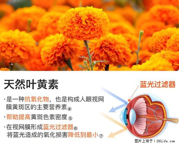 叶黄素有什么功效和作用 - 生活百科 - 舟山生活社区 - 舟山28生活网 zhoushan.28life.net