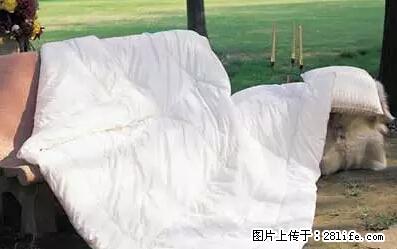 被子有异味？只要这样做，比晒太阳还强100倍！ - 家居生活 - 舟山生活社区 - 舟山28生活网 zhoushan.28life.net