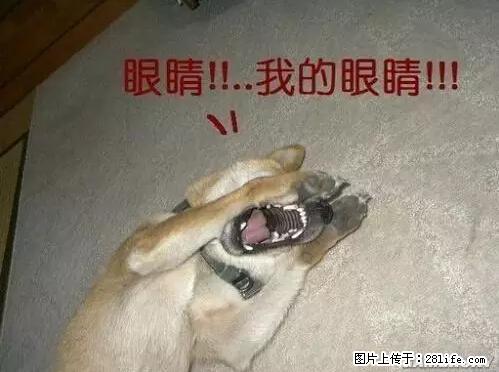 笑癫了!一女的怀孕三年未生,他终于忍不住了... - 娱乐八卦 - 舟山生活社区 - 舟山28生活网 zhoushan.28life.net