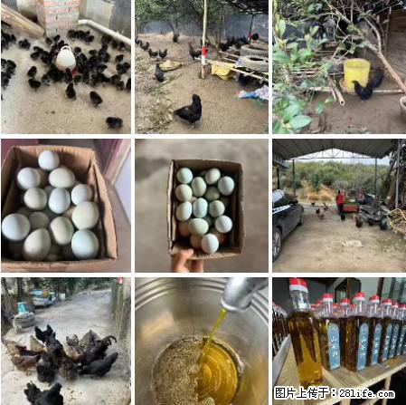 油茶园从小鸡仔开始养起的纯土鸡、土鸡蛋可以预定啦！还有前几天刚榨的纯山茶油哦 - 土特产 - 饮食特产 - 舟山分类信息 - 舟山28生活网 zhoushan.28life.net