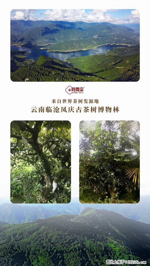 时间果百年古树2025年春红茶 - 购物交流 - 舟山生活社区 - 舟山28生活网 zhoushan.28life.net