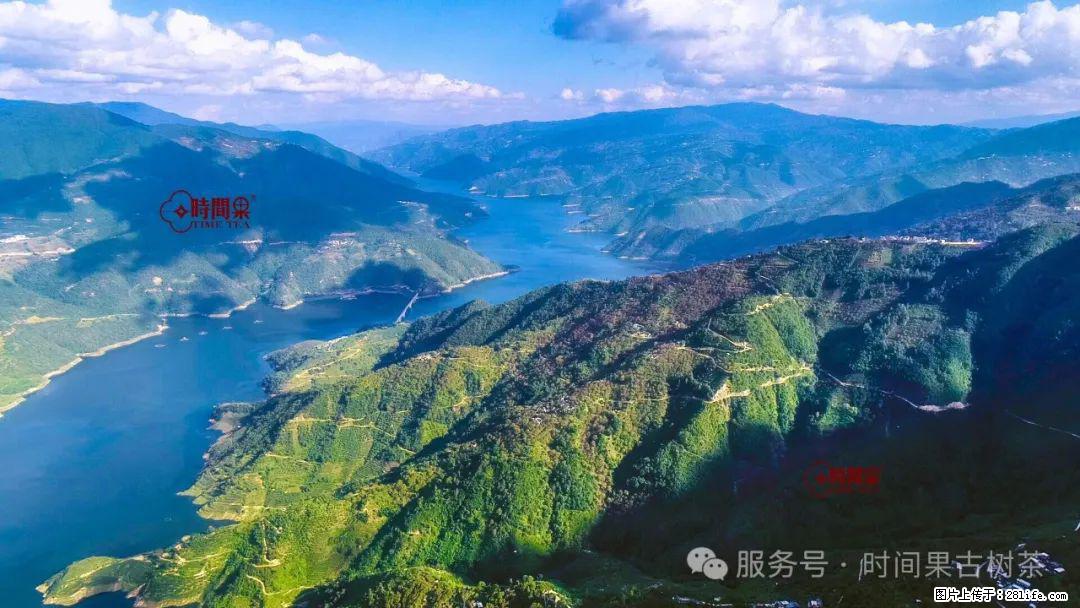 时间果百年古树龙珠普洱生茶 - 购物交流 - 舟山生活社区 - 舟山28生活网 zhoushan.28life.net