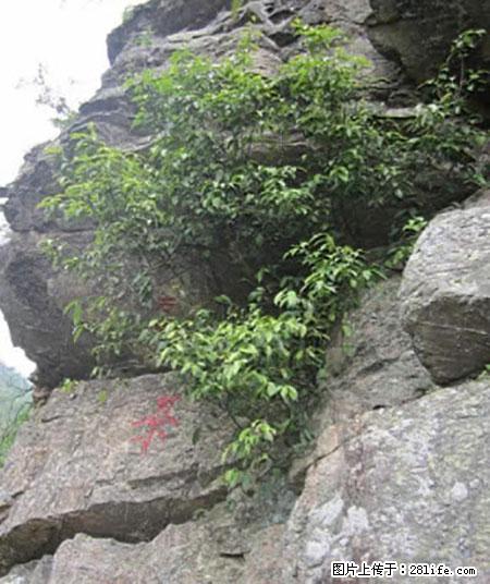 平乐石崖茶，珍贵仅次于金花茶 - 舟山生活资讯 - 舟山28生活网 zhoushan.28life.net