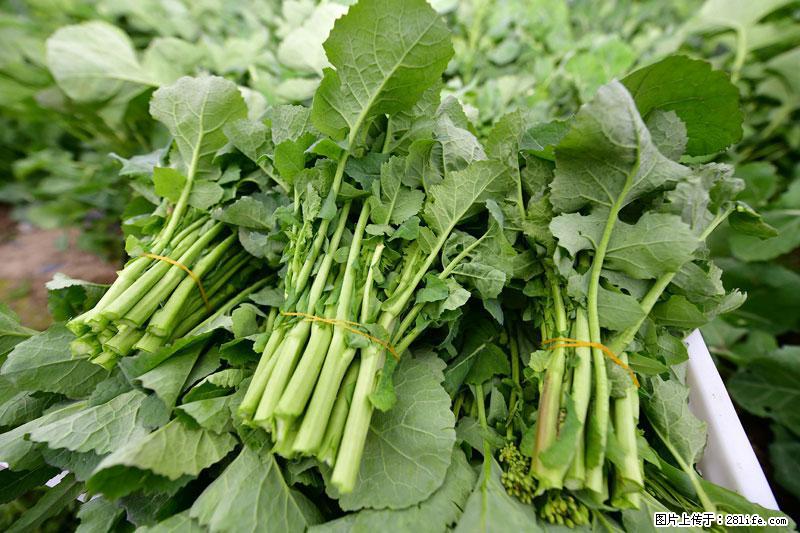 这些蔬菜是“天然钙片”，这6种被医生重点推荐 - 舟山生活资讯 - 舟山28生活网 zhoushan.28life.net
